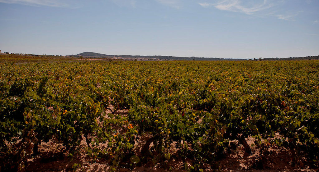 Viñas en Requena