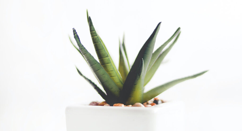 Plantas de interior fáciles de mantener: aloe vera