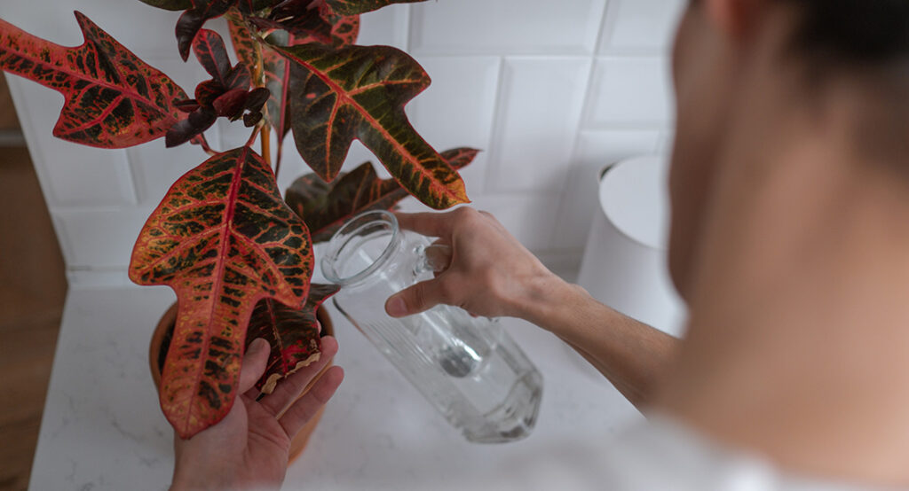 Plantas de interior fáciles de mantener: croton