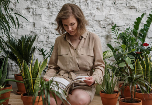 Las plantas de interior más bonitas y más fáciles de mantener
