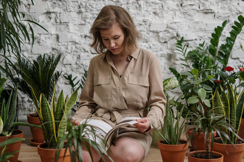 Plantas de interior fáciles de mantener