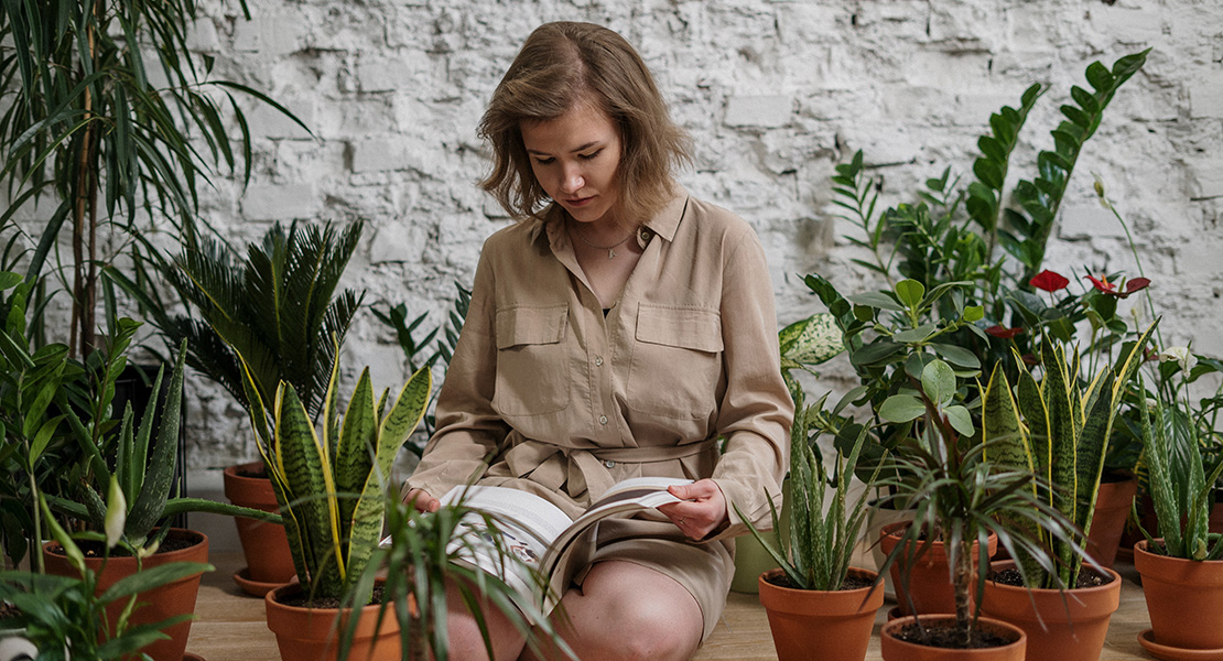 Plantas de interior fáciles de mantener