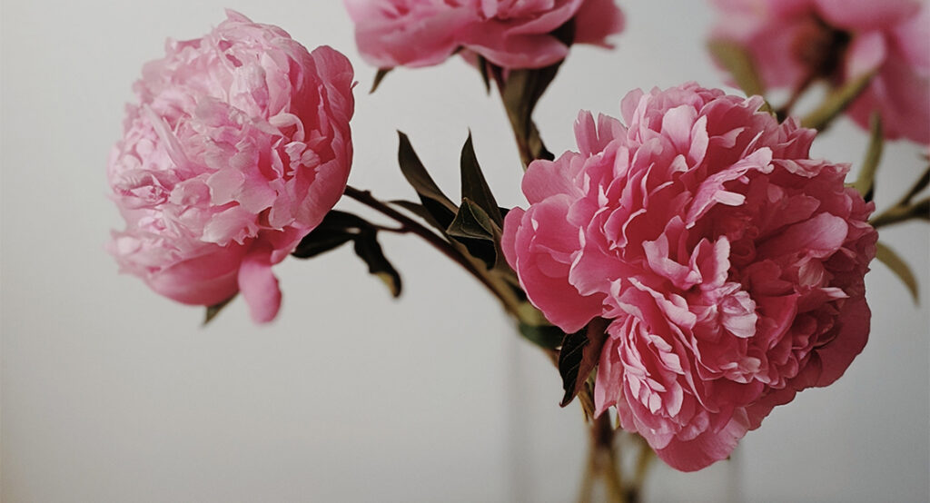 Flores