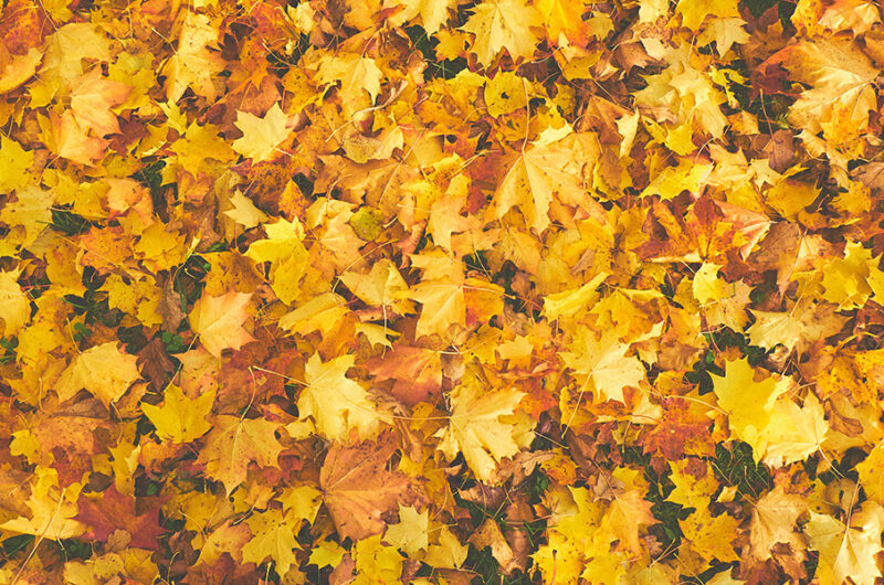 Oliva Nova en otoño