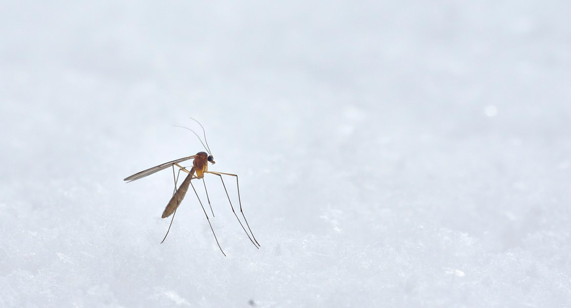mosquitos