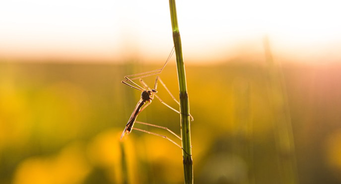 mosquitos