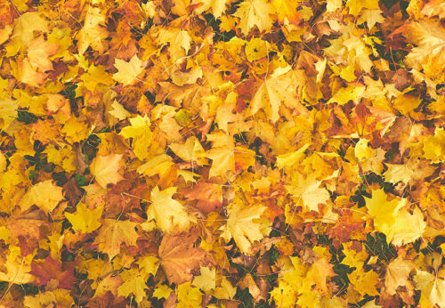 Planes otoño